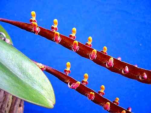 Bulbophyllum falcatum